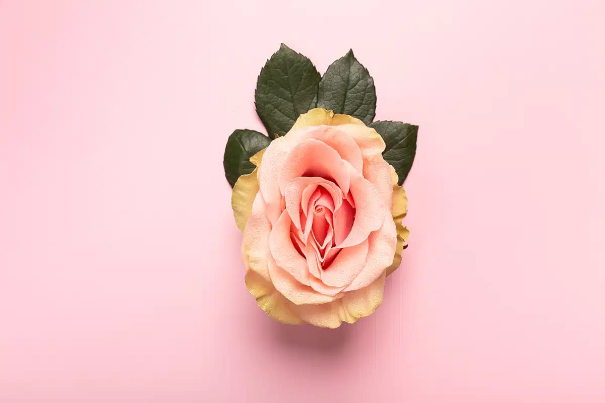 Rose bud with petals resembling vulva